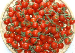 2026N\ ySzԋz Â 808 ~jg}g 250g [t v`g}g t[cg}g a̎RY  ӂ邳Ɣ[ ł͂܂