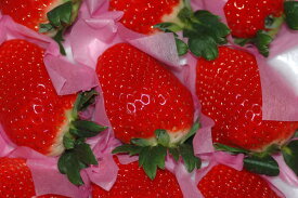 2025年1月分予約 高知県産 だるま苺 大粒12粒～15粒 化粧箱入 いちご イチゴ S10