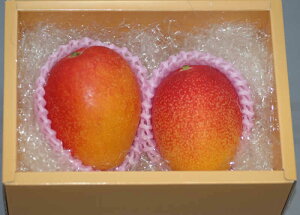 2026年4月分予約 宮崎マンゴー 贈答向け L中玉2個化粧箱入 宮崎 ギフト マンゴー 宮崎県 完熟 完熟マンゴー ※ ふるさと納税 ではありません S10