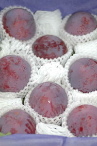 2026N7\ v̍ōi Mz 1.6kg6`11ʉϔ X v 悤  S10  ӂ邳Ɣ[ ł͂܂