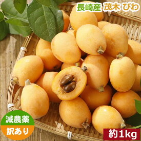 2025年5月分予約 減農薬 長崎産 茂木 びわ 約1kg 訳あり Mサイズ 30玉前後入 ビワ 枇杷 母の日 産地直送 NN