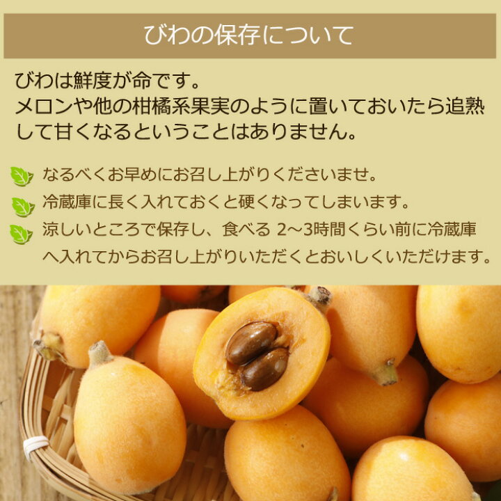楽天市場】2025年5月分予約 減農薬 長崎産 茂木 びわ 約1kg 訳あり L 