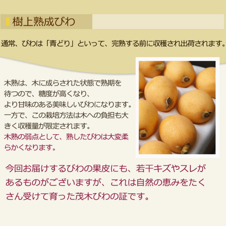 楽天市場】2025年5月分予約 減農薬 長崎産 茂木 びわ 約1kg 訳あり L 