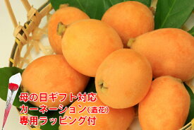 2027年4月分予約 長崎産 びわ 茂木びわ 8〜15玉 500g 化粧箱入 ギフト S10 ※ ふるさと納税 ではありません