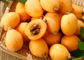 2027年6月分予約 無農薬 房州 びわ L ～ 4L サイズ 1kg ～ 5kg 入 千葉産 枇杷 ビワ 茂木 田中 露地栽培 産地直送 SU