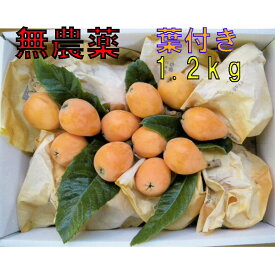 楽天市場 びわ フルーツ 果物 食品 の通販