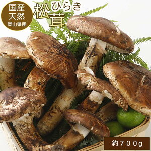 ySzԋz10\ Y  Ђ炫 700g 3`10{x ܂ }c^P R Mtg SSS  ӂ邳Ɣ[ ł͂܂