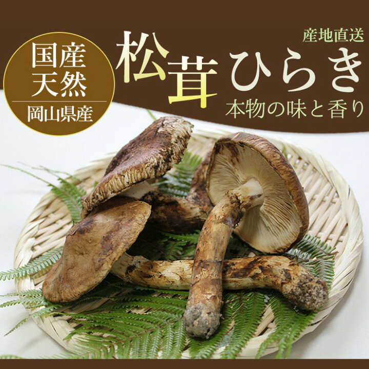 楽天市場】10月分予約 【全額返金】松茸 ひらき 1kg 前後 まつたけ 