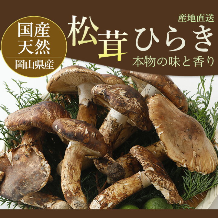 楽天市場】10月分予約 【全額返金】松茸 ひらき 1kg 前後 まつたけ 