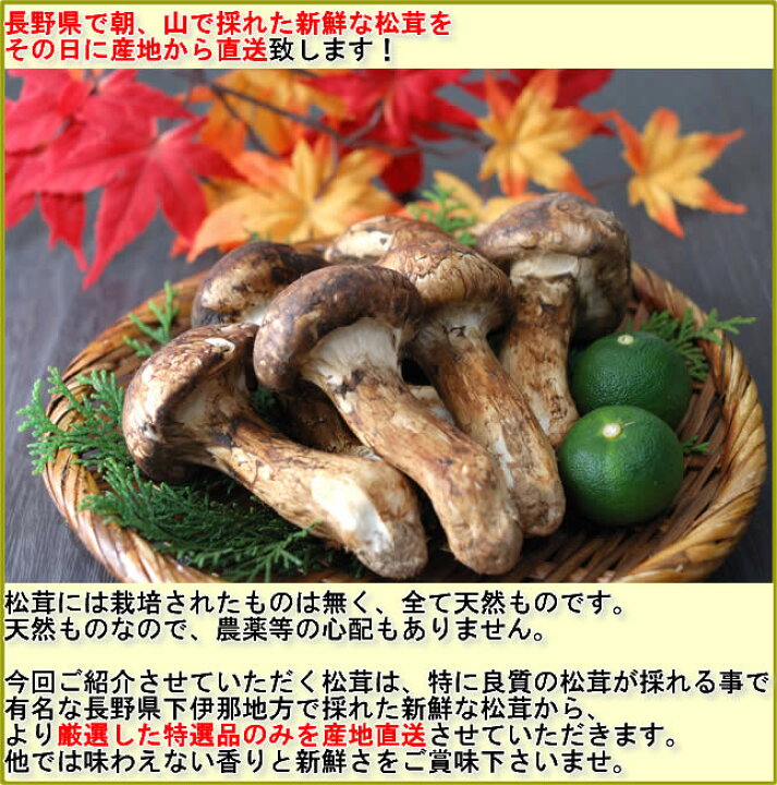 松茸 国産 コロ まつたけ 340g 小サイズ 12本前後 マツタケ
