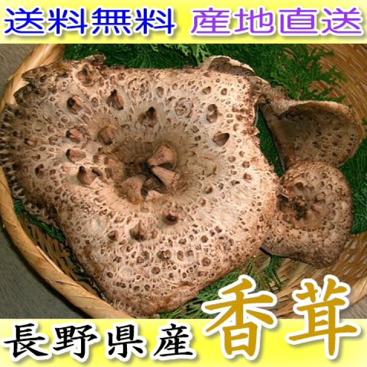 楽天市場】2025年10月分予約 長野産 採れたて天然 香茸 こうたけ 400g  