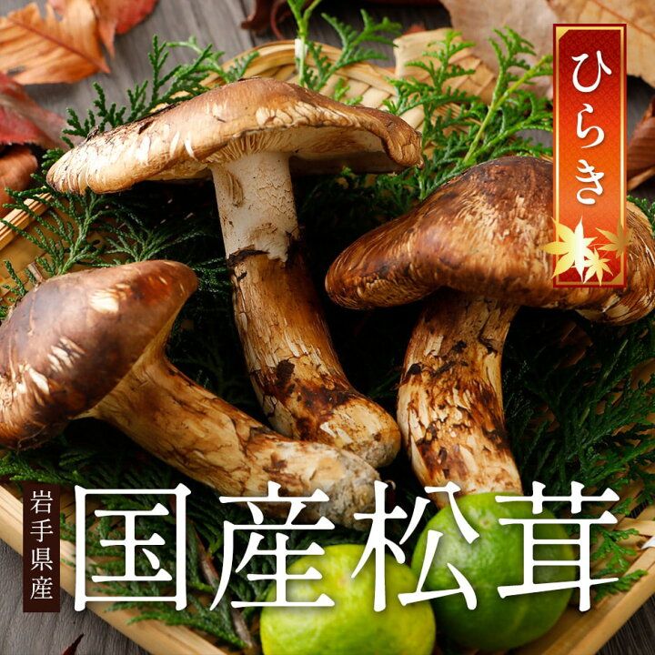 楽天市場】分予約 国産 松茸 約500g 詰め合わせ まつたけ マツタケ 