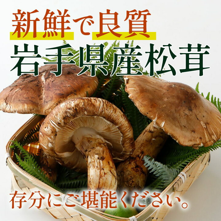 楽天市場】2025年分予約 国産 松茸 約500g 詰め合わせ まつたけ 