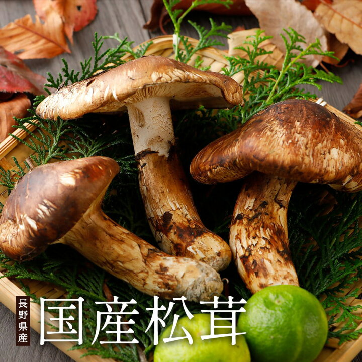 楽天市場】9月以降分予約 国産 松茸 ひらき 約300g〜1kg まつたけ 