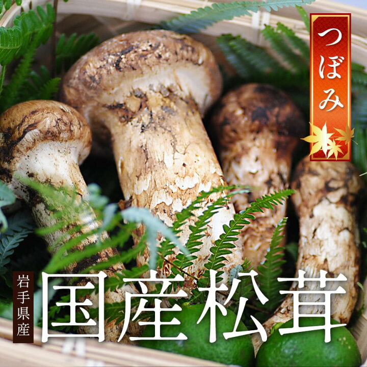 楽天市場】2025年分予約 松茸 国産 中つぼみ(半開き) 約300g まつたけ 