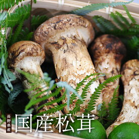 松茸 国産 中つぼみ(半開き) 約1kg まつたけ マツタケ 長野 信州
