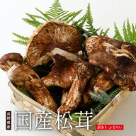【全額返金】訳あり 国産 松茸 300g〜1kg前後 まつたけ マツタケ 長野 信州 SU ※ ふるさと納税 ではあり…