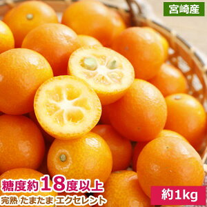 2026N2\ {Y n 񂩂  ܂ GNZg 1kg`3kg ϔ k  Y t[c Mtg j ʕ j  ̓ ̓ hV̓ Ε Ε S10  
