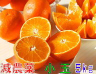 12月分予約 減農薬 紅まどんな と同品種 みかん あいか 約5kg 小玉サイズ 愛媛 産地直送 大三島 お歳暮 …