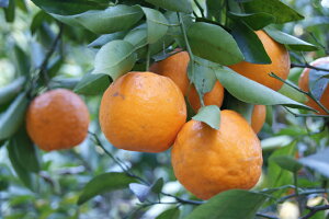 2026N2\ _ QY |J 3kg 󂠂 TCY SSS shima  ӂ邳Ɣ[ ł͂܂