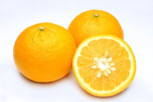 2026N3\ 2026N3\ 󂠂 L@JAS ꌧY É ݂ 3.8kg TCY ܂Ȃ A}ic Yn SSS  ӂ邳Ɣ[ ł͂܂