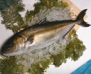 かんぱち 魚の人気商品 通販 価格比較 価格 Com