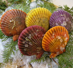 Y ЂL 10 qIEML {B w Yn SSS  ӂ邳Ɣ[ ł͂܂