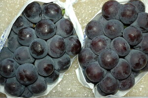 2026N9\ 󂠂 RY Ԃǂ sI[l 1.8kg 3`5[ ƒp Di ϔ uhE  Yn SSS  ӂ邳Ɣ[ ł͂܂