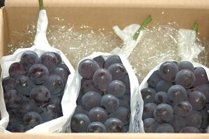 9�����\�� ���R�Y �Ԃǂ� �s�I�[�l �嗱3�[ ��1.8kg�� �����p�G�i �u�h�E ���� �� �ӂ邳�Ɣ[�� �ł͂���܂��� SU