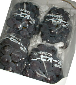 2026N9\ RY Ԃǂ sI[l 1.8kg 3`5[ ϔ uhE  Yn SSS  ӂ邳Ɣ[ ł͂܂