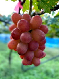 糖度20度前後 低農薬 ぶどう 姫果1.8kg 4～6房 入 ブドウ 葡萄 長野産 産地直送 NN