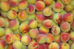 2026N5\ a̎R ~ n ~p g 4kg ~ p S10  ӂ邳Ɣ[ ł͂܂