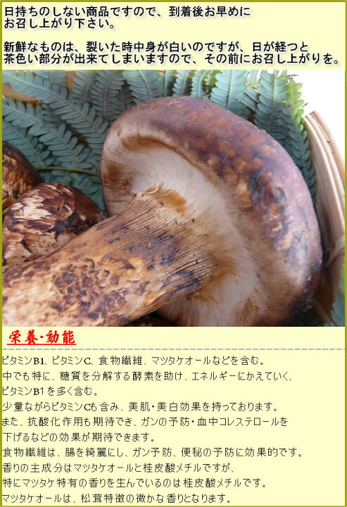 楽天市場】10月分予約 松茸 国産 ひらき 500g 入 まつたけ マツタケ 