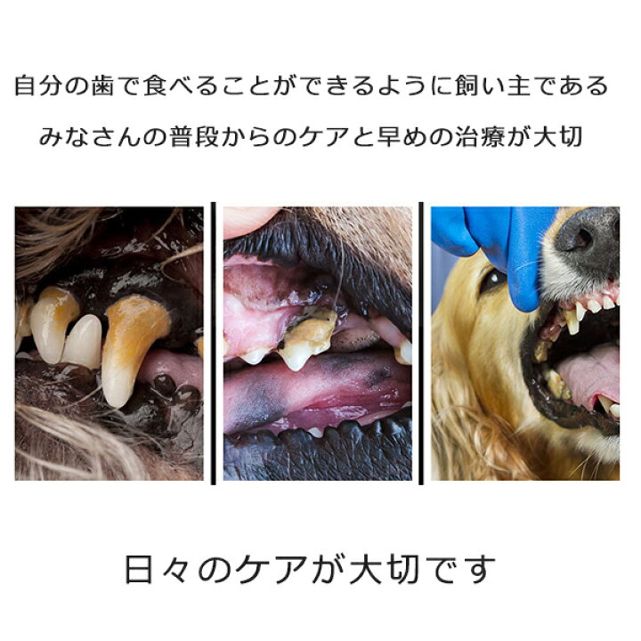 歯石取り スケーラー 愛犬 ペット 犬用 猫用 平型 ペット用品 オーラルケア