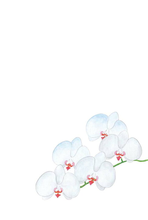 楽天市場 はがき 蘭 ラン 和風 ポストカード 和紙 絵葉書 イラスト 無料 四季 花 年中使える 多目的 花きらら Fps 730 新胡蝶蘭 こちょう らん 3枚入り 春 夏 秋 冬 出産 結婚 内祝い お礼状 開店祝い 御礼状 福井朝日堂 京都 F A Greetings 楽天市場 はがき 蘭 ラン 和風 ポストカード 和紙 絵葉書 イラスト 無料 四季 花 年中使える 多目的 花きらら Fps 730 新胡蝶蘭 こちょう らん 3枚入り 春 夏 秋 冬 出産 結婚 内祝い お礼状 開店祝い 御礼状 福井朝日堂 京都 F A Greetings