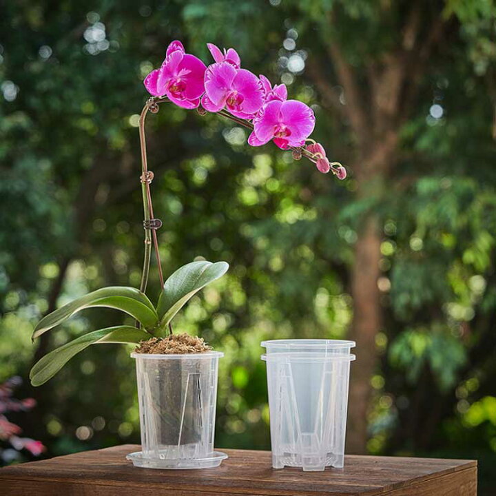 楽天市場】20セット！胡蝶蘭 植木鉢 育苗ポット 透明 穴付き 直径10cm 