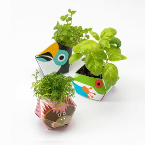 観葉植物 キット 観葉植物の人気商品 通販 価格比較 価格 Com