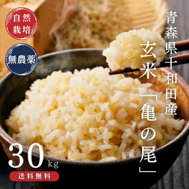 自然栽培米 玄米 亀の尾 令和7年産 (30kg) [青森県十和田市産]小林式十和田奥入瀬 米育苗から刈取まで一切農薬不使用・化学肥料不使用・除草剤・除虫剤不使用 無選別 ご家庭で備蓄可能な玄米【特別栽培米】