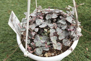 A@n[gJYiiu`F[j@fBn[g@5݂蔫yn著z̊ϗtA@CeAO[@ϗtA@@ϗtA@CeA@