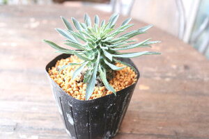 観葉植物 ソテツキリンの人気商品 通販 価格比較 価格 Com 観葉植物 ソテツキリンの人気商品 通販 価格比較 価格 Com