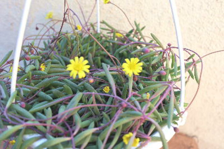 楽天市場 多肉植物 オトンナ属 ルビーネックレス 6号吊鉢 地域限定送料無料 フェアリーズ ガーデン 楽天市場 多肉植物 オトンナ属 ルビーネックレス 6号吊鉢 地域限定送料無料 フェアリーズ ガーデン