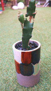 ڂĂ@T{e@Op@A@~jTCYyn著z̊ϗtA@CeAO[@@jO@Mtg@v[g