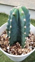 楽天市場】柱サボテン 3本の通販