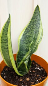 観葉植物　サンセベリア鉢植え【地域限定送料無料】癒しの観葉植物　インテリアグリーン　観葉植物　おしゃれ　観葉植物　インテリア　観葉植物