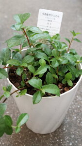 ϗtA@KW}@VO@鐫@xt4̊ϗtA@CeAO[@ϗtA@@킢@CeA@Mtg@v[g