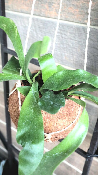 楽天市場】観葉植物 コウモリラン(ビカクシダ、プラティセリウム 