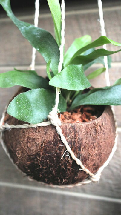 楽天市場】観葉植物 コウモリラン(ビカクシダ、プラティセリウム 