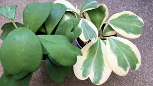 ϗtA@z J[[(PB) n[gz@ 2iZbgyn著z