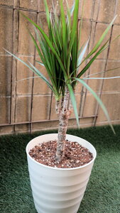 ϗtA@hZi@RVl@7TCYyn著z