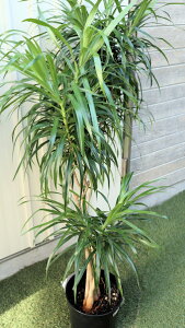 ϗtA@hZi@tNT@7TCYyn著z